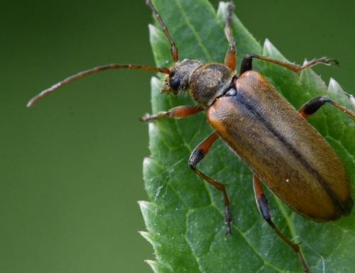 Cortodera humeralis